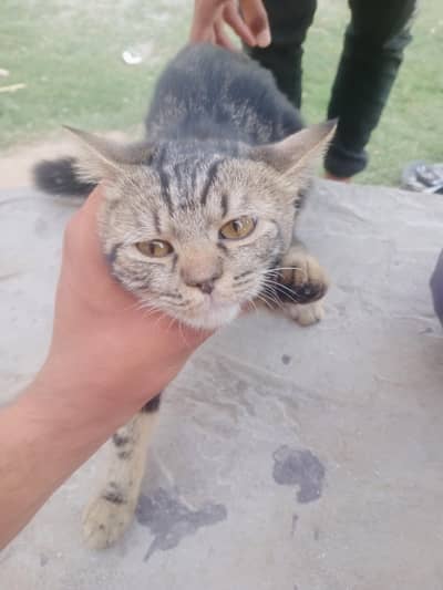 beautiful cat