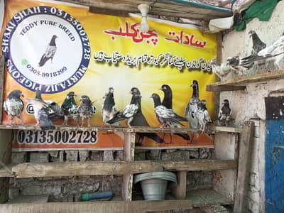 High flyer pigeons chicks for sale