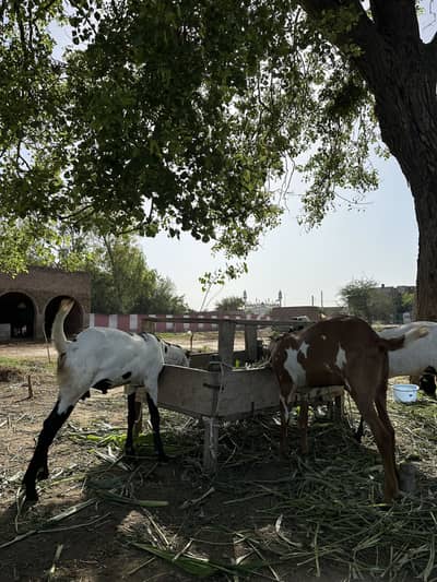 Goats for sale