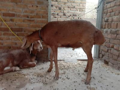 dumba for sell