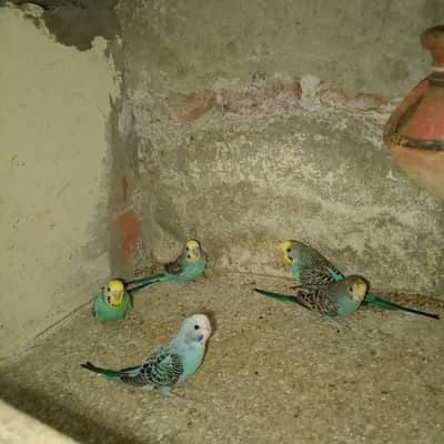Australian Parrots