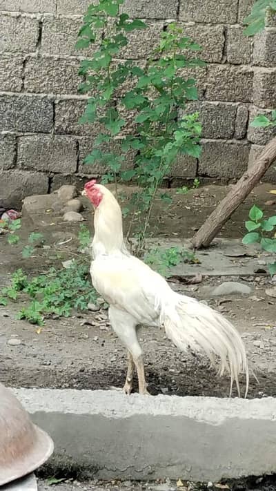 aseel parrot beak male
