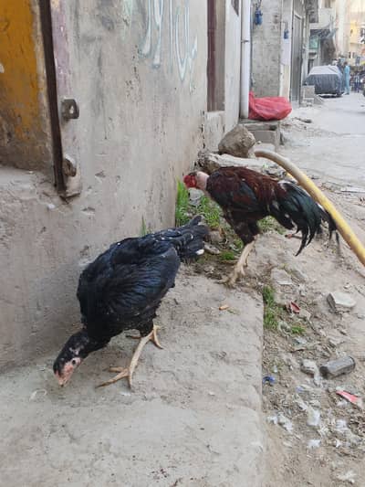 aseal mian wali murga old blood line murgi. . .