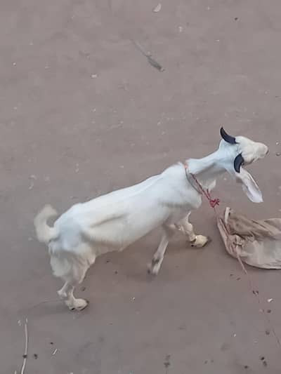 bakra khassi 2 dant