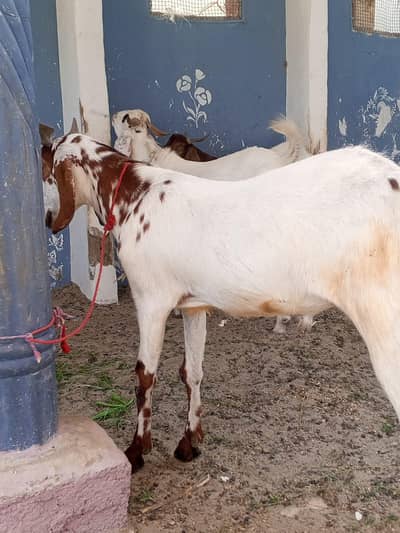 6 bakray qurbani k