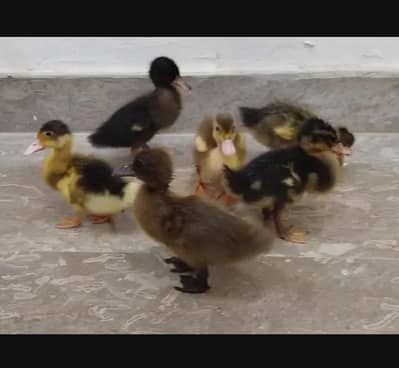 Duck's
