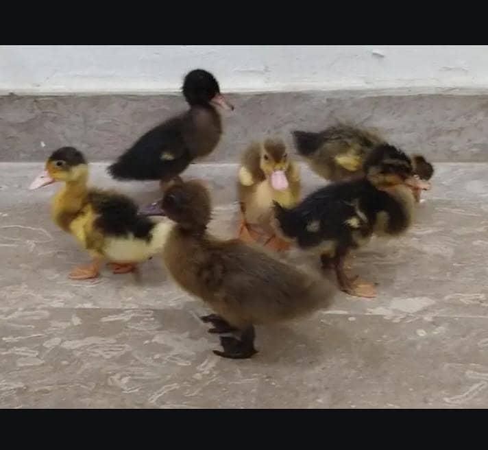 Duck's 0