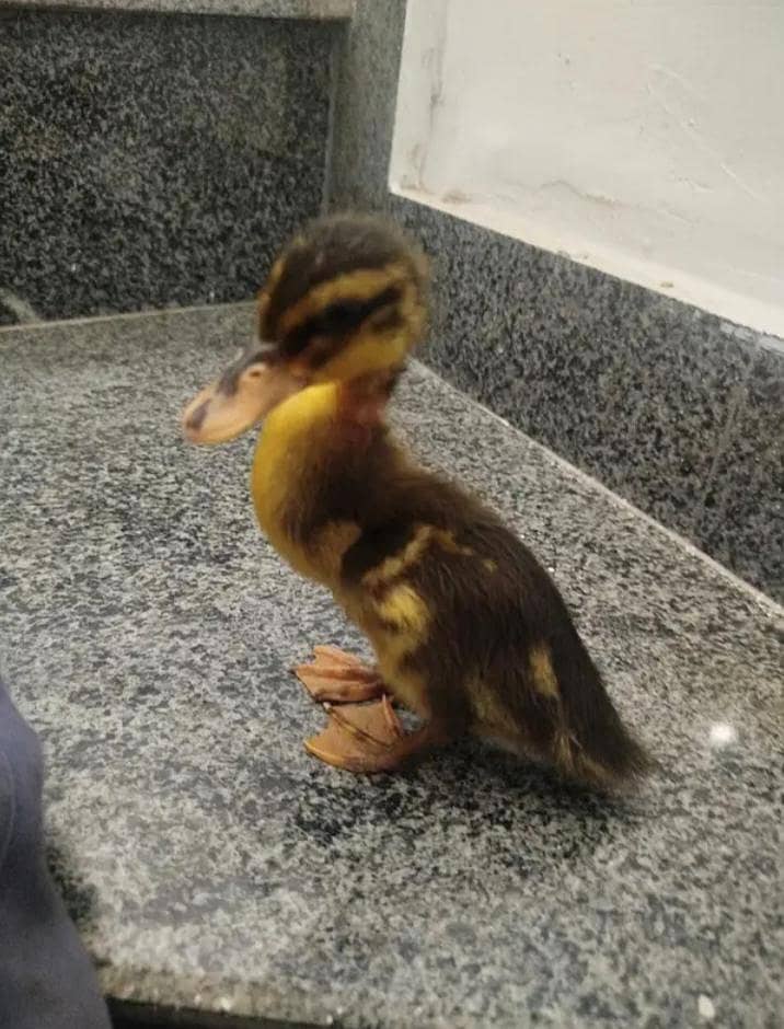 Duck's 1