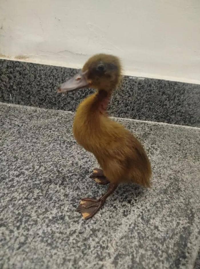 Duck's 2