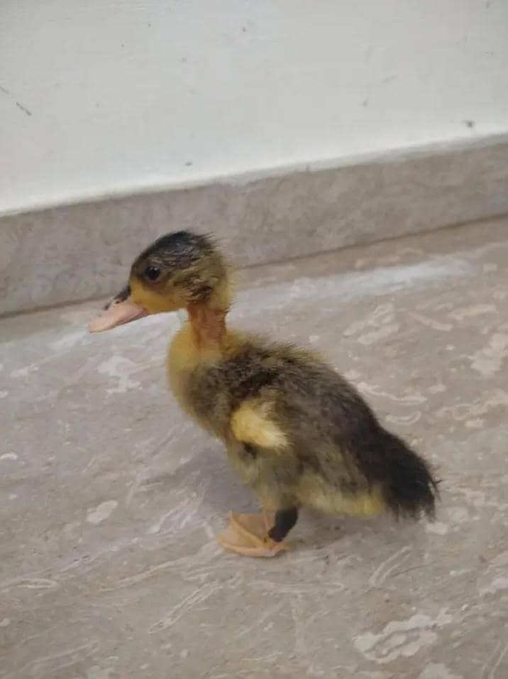 Duck's 3