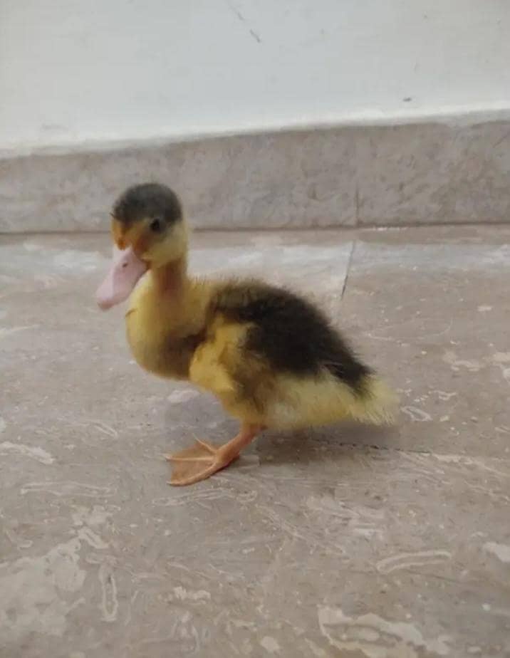 Duck's 4