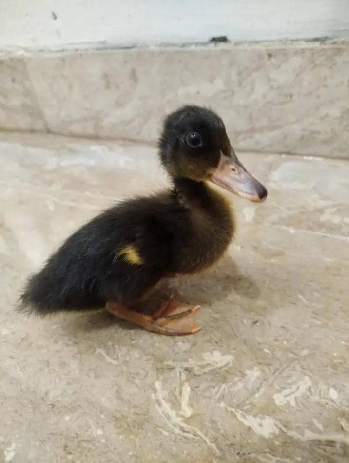 Duck's 5