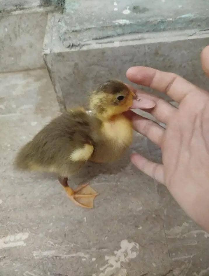 Duck's 6
