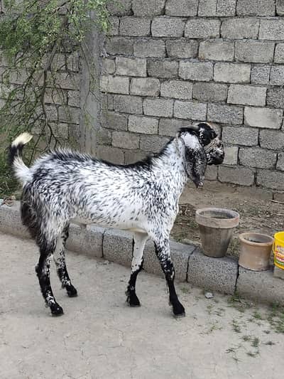 qurbani ka big Bakra age 15 month  Gar ka pala Howa Bakra