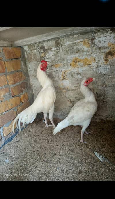 Aseel Heera top quality pair for sale