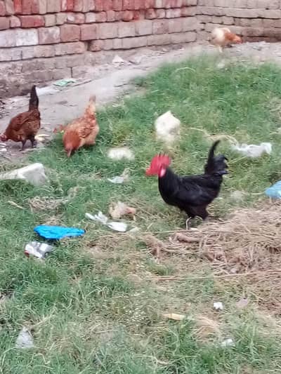 all pair availabe hens and cock