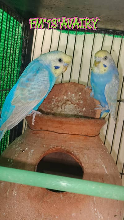 RAINBOW BUDGIES AVAILABLE
