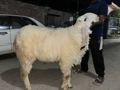 2 Dant Sheep For Sale