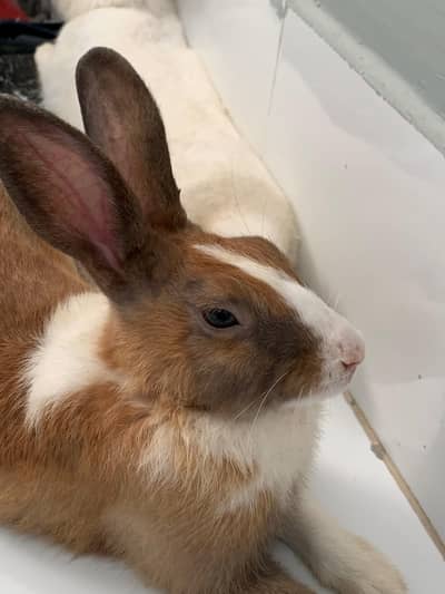 Red eyes Rabbit for sale location Karachi contact 03123543634