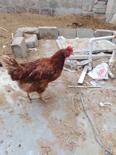 egg laying chickens for sale