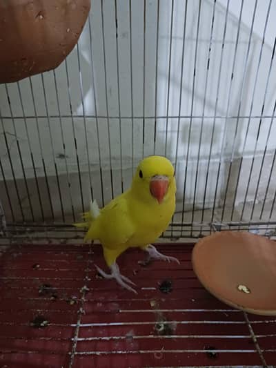 Yellow Parrot