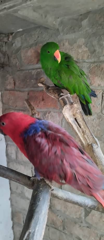 Grand Electus Breeder Pair Available