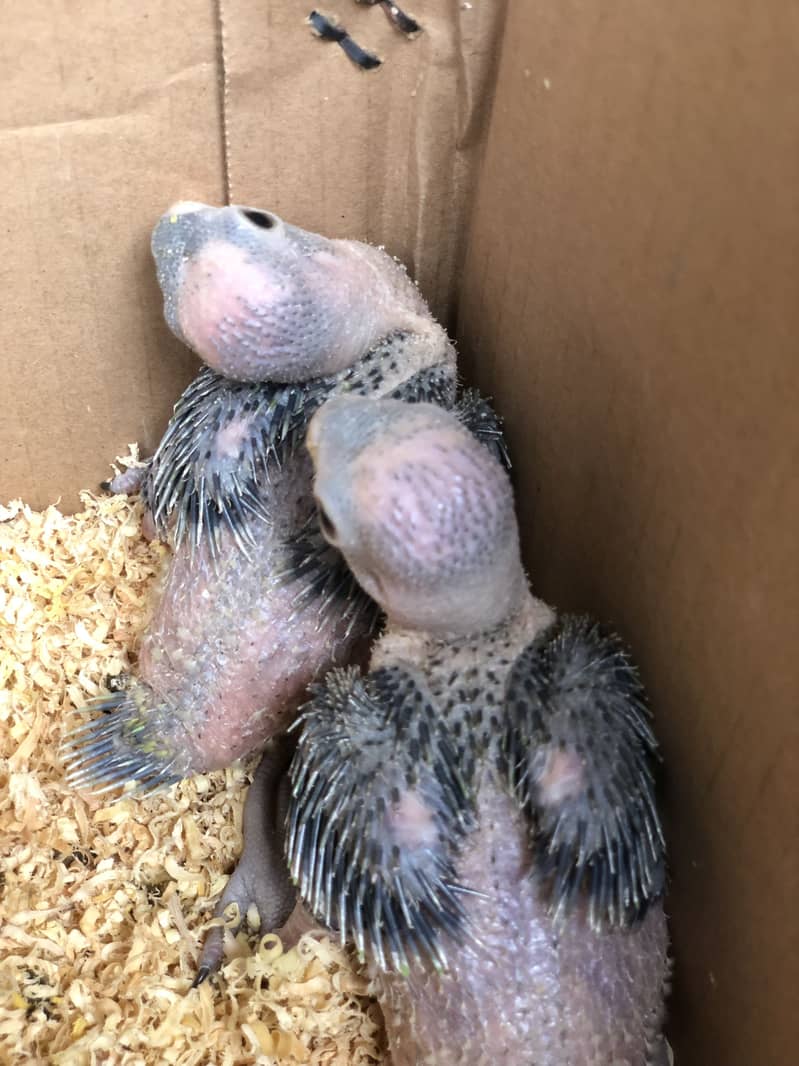 Ring neck chicks 0