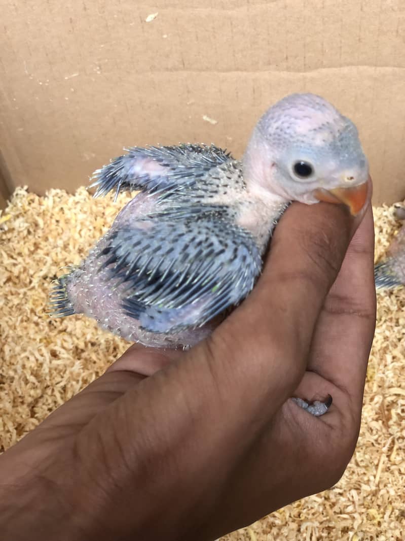Ring neck chicks 1