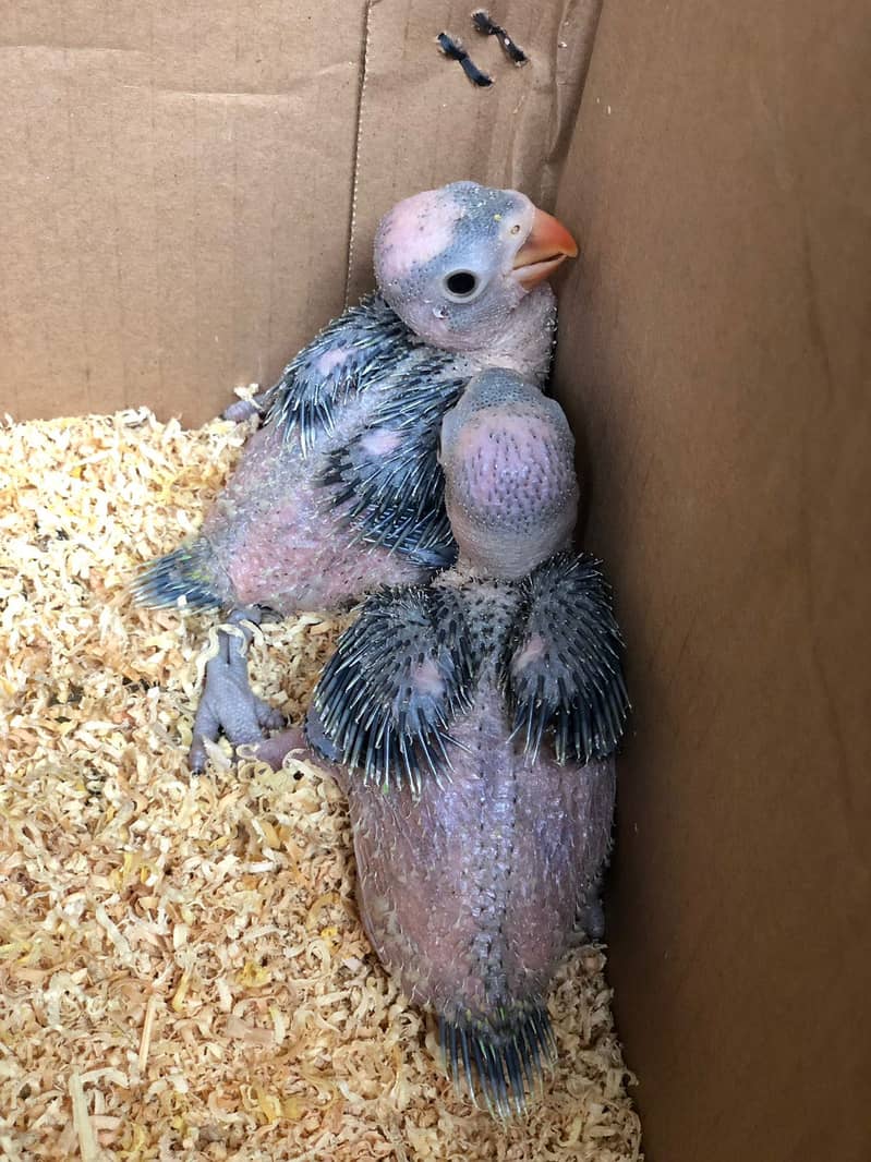 Ring neck chicks 3