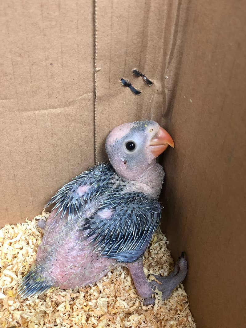 Ring neck chicks 5