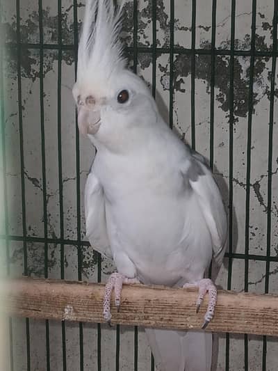 One Fresh Pair Available and Light Spotted White breeder female