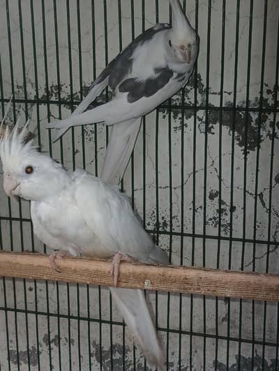 Light Spot White breeder female
