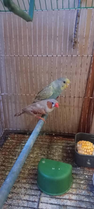 Rainbow Budgies Phatta , Finches , Fawn Java Female