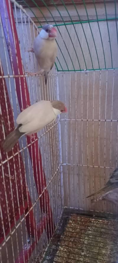 Rainbow Budgies Phatta , Finches , Fawn Java Female