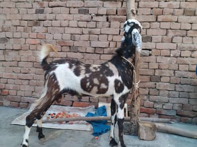 Dasi Bakra