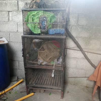 birds cage