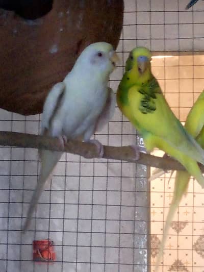 BREEDER BUDGIES