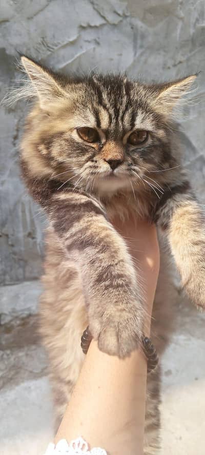 Cute Persian kitten female very claming need loving home