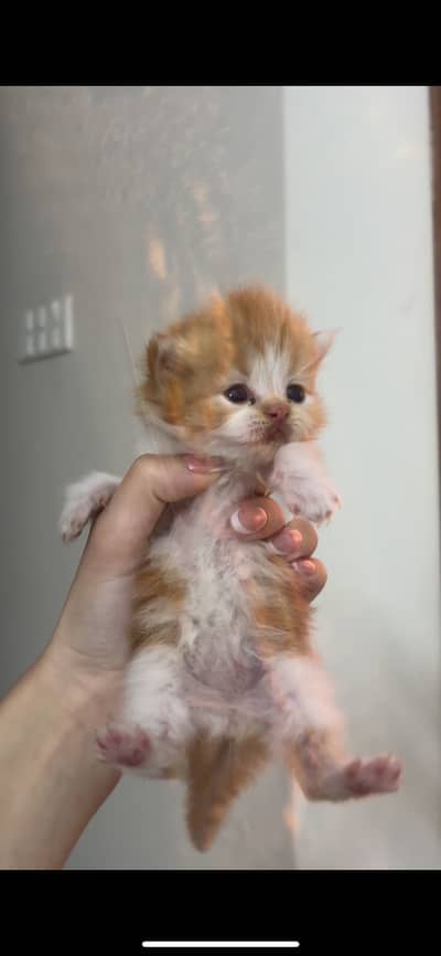 Persian Cat for Sale – Healthy & Playful