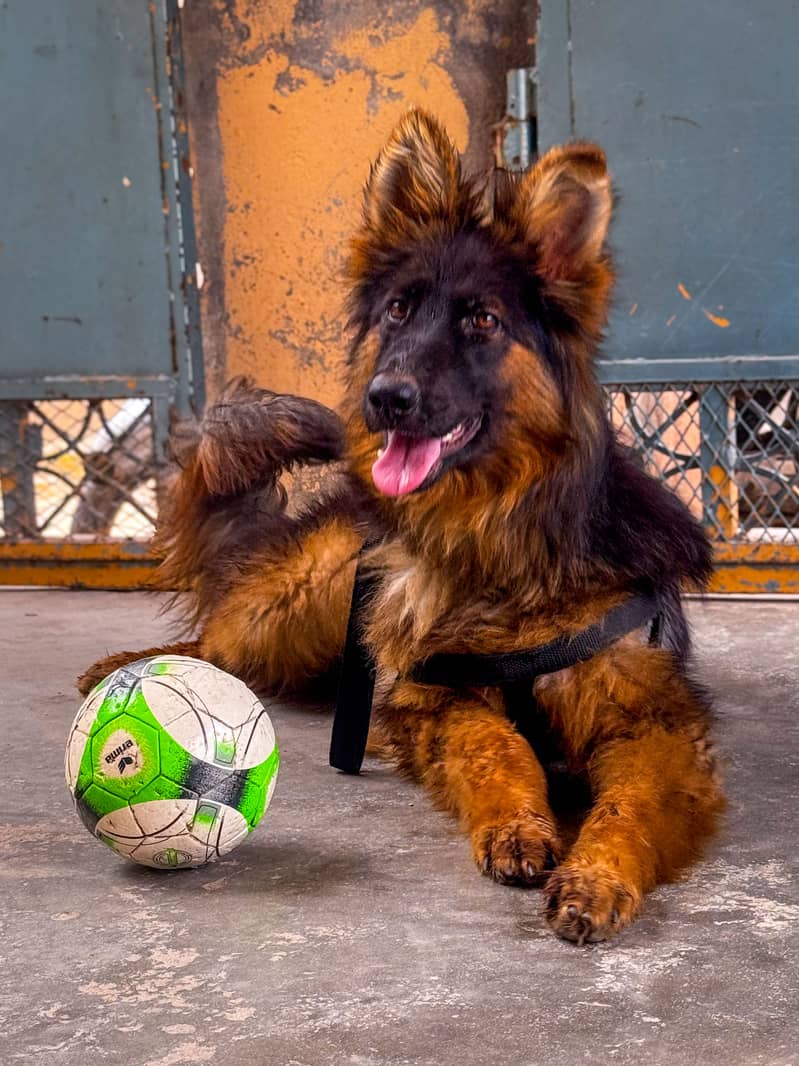 German Shepherd 0