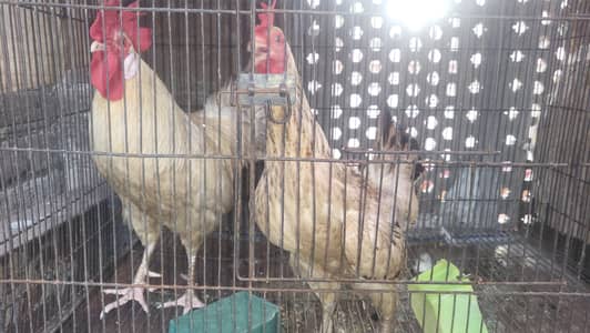 Desi Murgha and murghi with 5 desi chick's