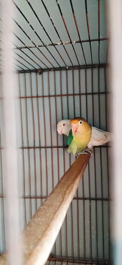 Lovebirds Breeder Pairs