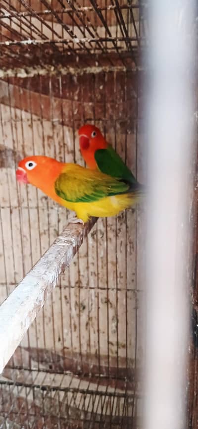 Lovebirds Breeder Pairs