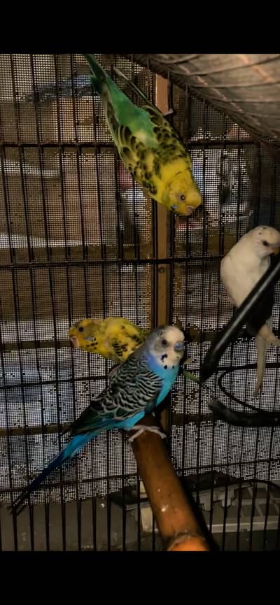 Healthy Budgies Pair & Babies for Sale - Colorful Australian Parrots