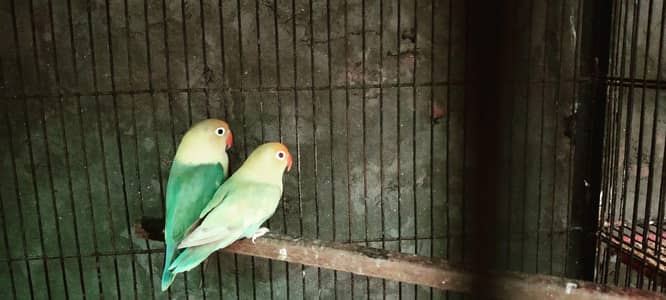Lovebirds for sale in best price