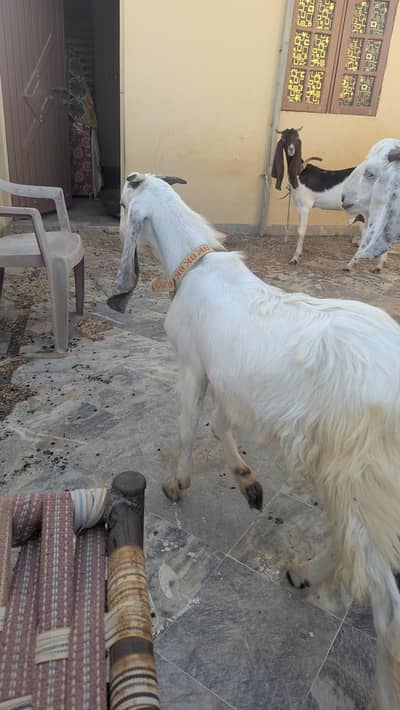 bakra for sale