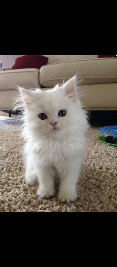 behtaren quality Persian triple cot cat