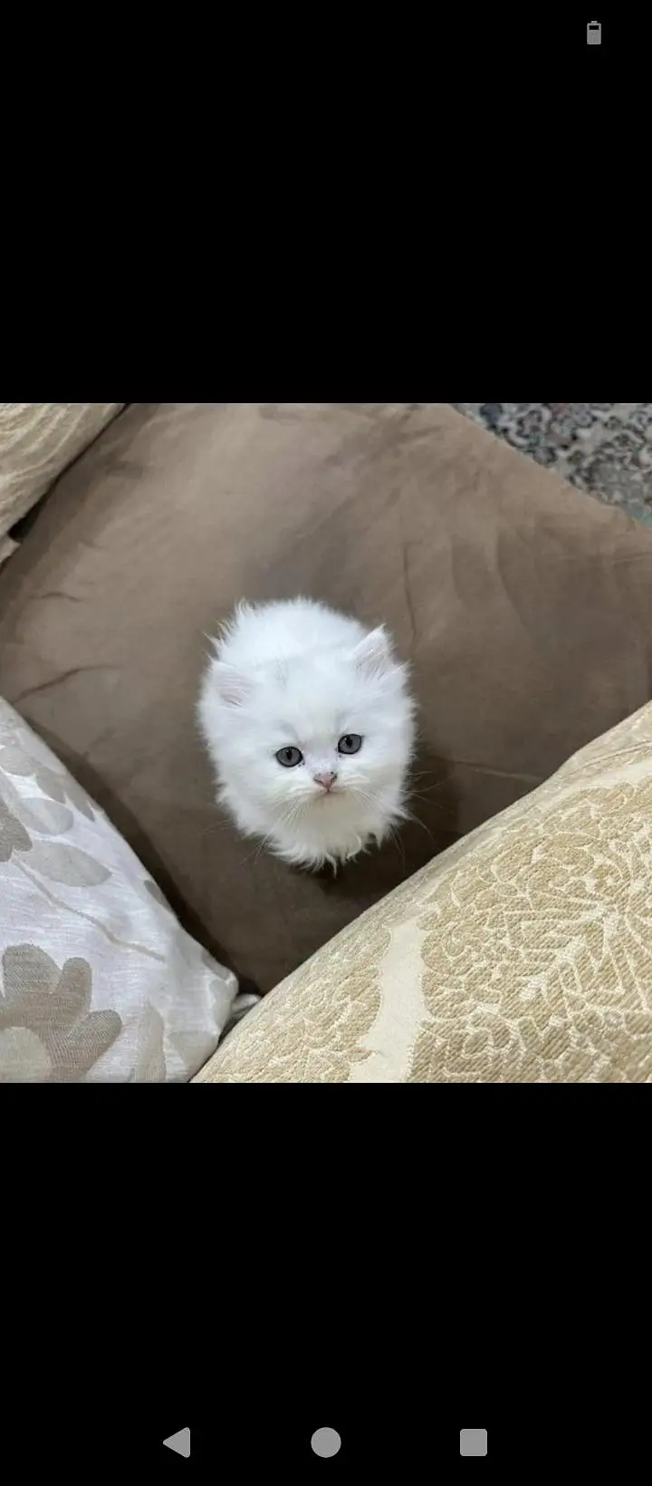 behtaren quality Persian triple cot cat — photo 2