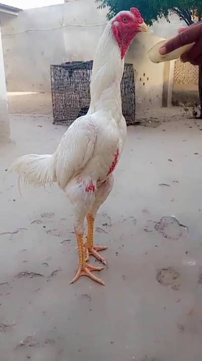 Shamoo aseel