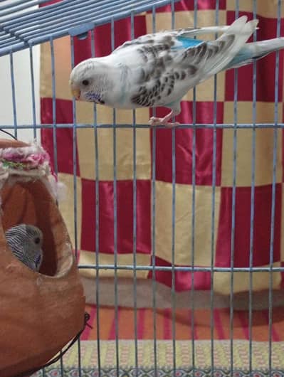 Australia parrots 5 pieces